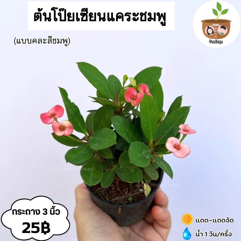 ต้นโป๊ยเซียนแคระ 25 บาท จัดส่ง 2 ต้นขึ้นไป คละแบบได้ — ของมงคลหมวดบ้านและฮวงจุ้ย