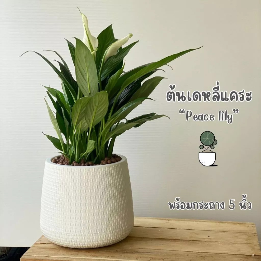 ต้นเดหลี Peace lily ต้นไม้ในร่มพร้อมกระถางพลาสติกทรงยอดฮิต เดหลีแคระ พร้อมส่ง 5 นิ้ว ต้นไม้มินิมอล — ของมงคลหมวดบ้านและฮวงจุ้ย