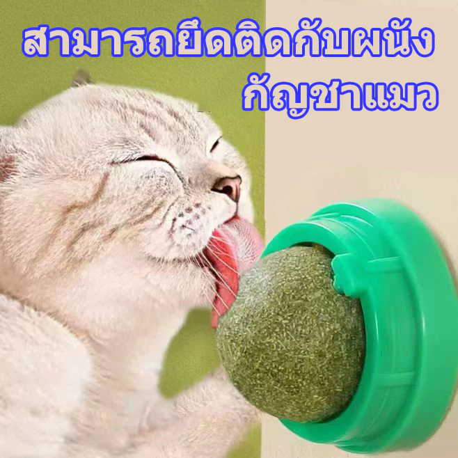 กัญชาแมว😸หญ้าแมว กันชาแมว กัญชาเเมว แคทนิปแมว catnip ball กันชาแมวส่งฟรี กัชชาแมว กันชาแมวเลีย แคทนิปบอล ติดกำแพง