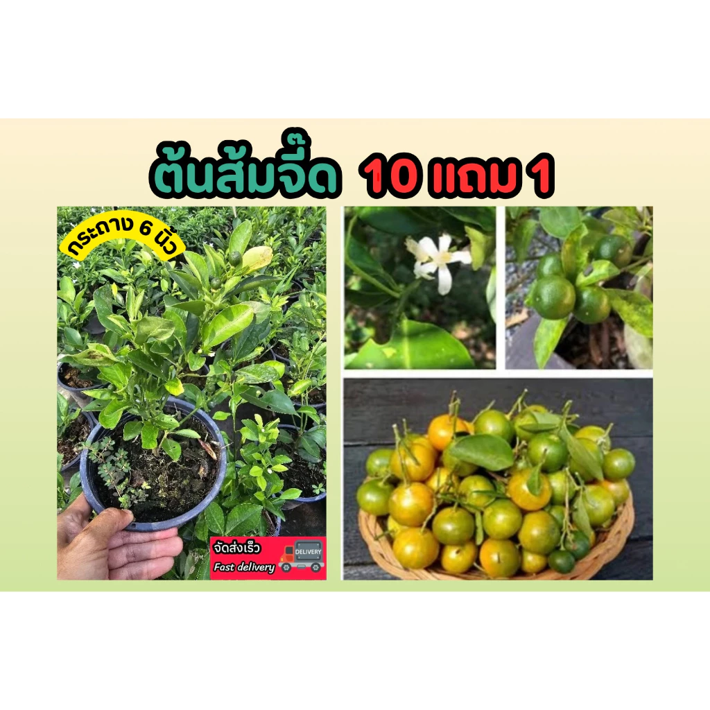 ต้นส้มจี๊ด ส้มมะมะปิ๊ด กระถาง 6 นิ้ว ผลไม้ มะนาว มะนาวแป้น ส้ม ส้มซ่า ผักสวนครัว ผักสลัด ดิน หิน ปุ๋ย กระถาง ธรรมชาติ — ของมงคลหมวดบ้านและฮวงจุ้ย