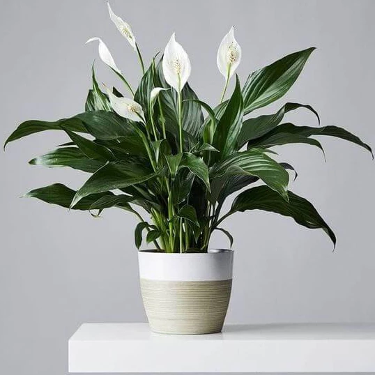 เดหลีน้ำ ต้นเดหลี เลี้ยงในน้ำได้ ปลูกลงดินได้ Peace Lily — ของมงคลหมวดบ้านและฮวงจุ้ย