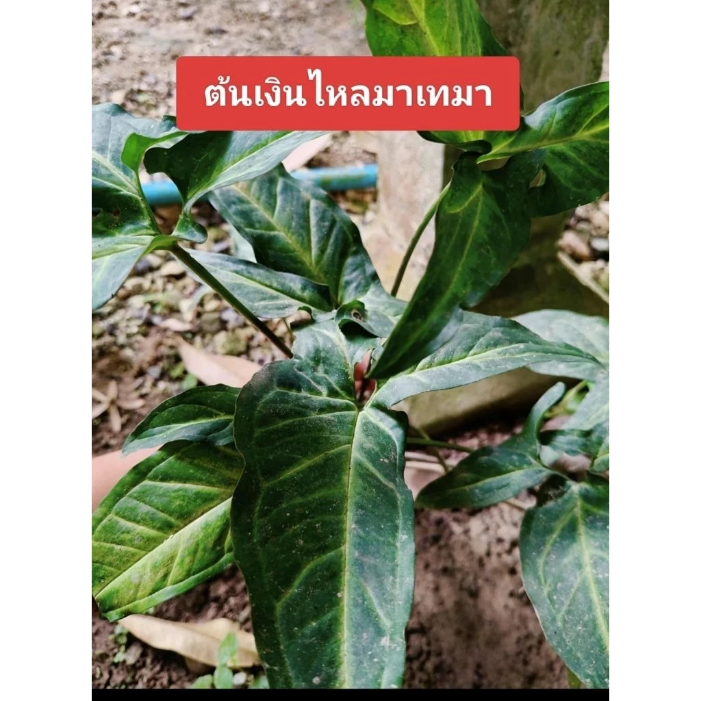 ต้นเงินไหลมา ไม้มงคลเสริมทรัพย์ไหลมา เทมา (จัดส่งต้นเหง้าพร้อมราก) — ของมงคลหมวดการเงินและโชคลาภ