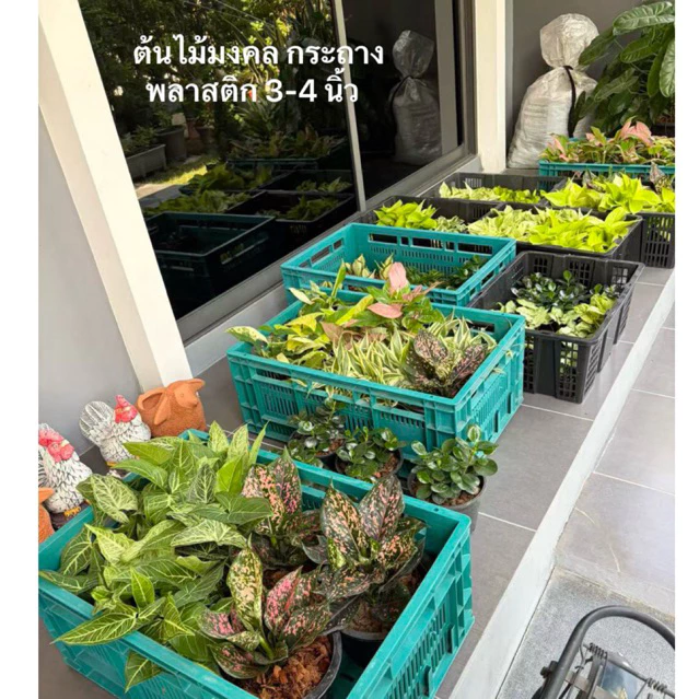 ต้นไม้เปล่า ช้อนเงินช้อนทอง ออมเงิน เงินไหลมา ต้นเล็ก ขนาดต้นสูงประมาณ 1 นิ้ว + กระถาง ไม้มงคล ไม้ฟอกอากาศ Minitree89 — ของมงคลหมวดการเงินและโชคลาภ