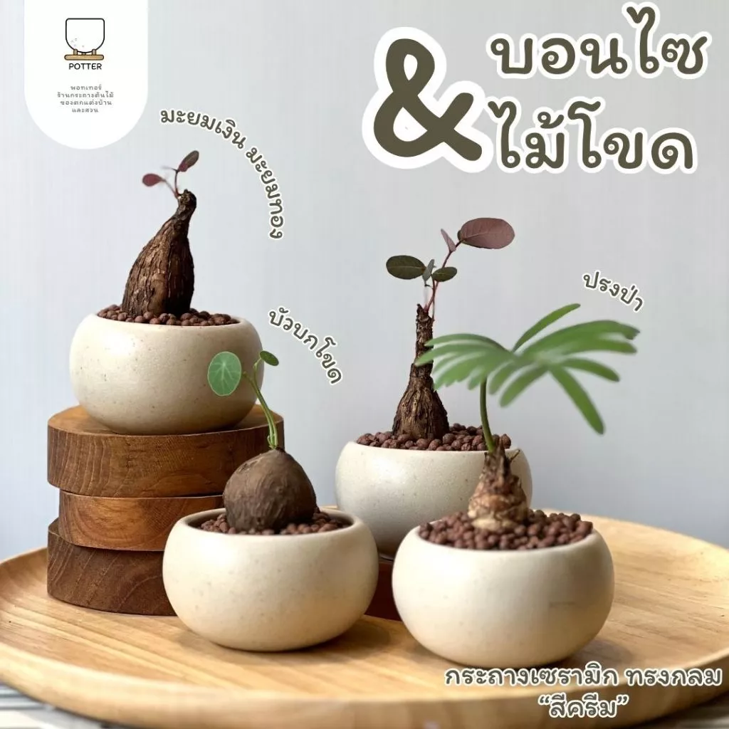 Potter บอนไซ&ไม้โขด ต้นมะยมเงิน ต้นบัวบกโขด ต้นปรงป่า ต้นแก้วแคระเกาะหิน ต้นกวักมรกรตแคระ กระถาเซรามิกทรงกลม 2.5 นิ้ว — ของมงคลหมวดบ้านและฮวงจุ้ย