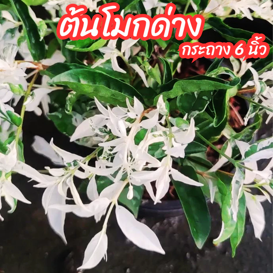 ต้นโมกด่าง โมกยอดด่าง โมกใบด่าง ไม้มงคล ไม้ทนแดด ขนาดกระถาง 6 นิ้ว — ของมงคลหมวดบ้านและฮวงจุ้ย