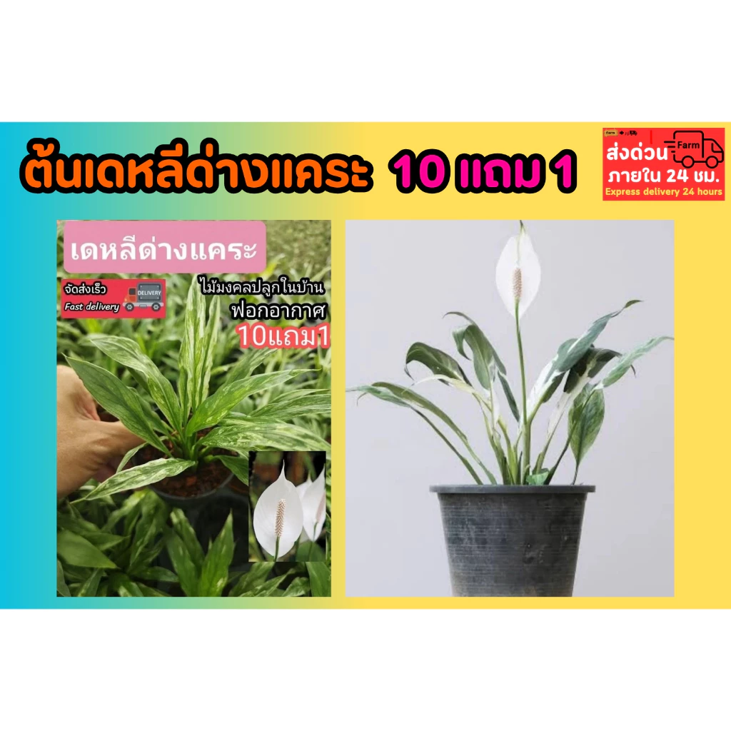 ต้นเดหลีด่างแคระ ดอกสีขาว ต้นเดหลี หน้าวัว เฟริน มอส หญ้าปูสนาม ดิน ปุ๋ย กระถาง ผักสวนครัว ต้นไม้ เมล็ดพันธุ์ กิ่งตอน — ของมงคลหมวดบ้านและฮวงจุ้ย