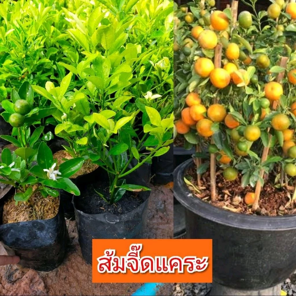 ต้นส้มจี๊ดแคระ กิ่งชำ ต้นส้มมงคล ขนาด 30-40ซม. เป็นพุ่มขนาดเล็กผลค่อนข้างกลมขนาดเล็ก เนื้อส้มรสหวาน แต่อมเปรี้ยว — ของมงคลหมวดบ้านและฮวงจุ้ย