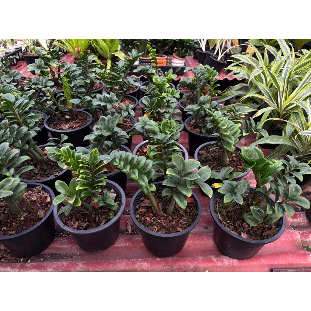 กวักมรกตแคระ กวักมรกตแคระ พันธุ์ฮอลแลนด์ มีหัวโขดทุกต้น Zamioculcas Zamifolia Dwarf (Holland) กวักเขียวใบแคระ — ของมงคลหมวดบ้านและฮวงจุ้ย