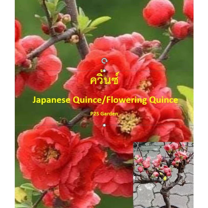 ต้น ควิ้นซ์ Quince Japanese Quince/Flowering Quince ดอกแดง ทรงต้นสไตล์บอนไซ นำเข้าทั้งต้น — ของมงคลหมวดบ้านและฮวงจุ้ย