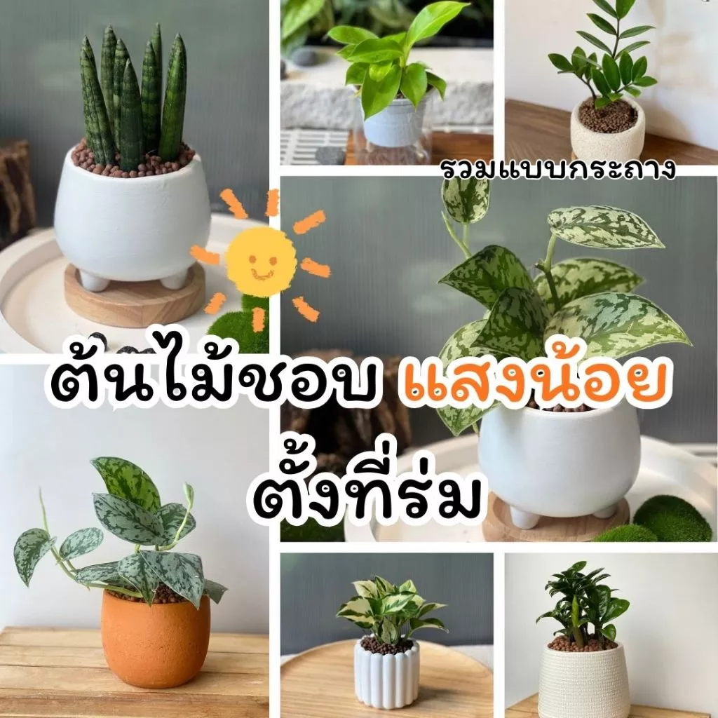 ต้นไม้เลี้ยงง่าย ต้นไม้ในร่ม ปลูกในบ้าน ตั้งโต๊ะทำงาน พร้อมกระถางหลายรูปแบบ ต้นไม้มงคล ต้นไม้ฟอกอากาศ — ของมงคลหมวดการงานและธุรกิจ