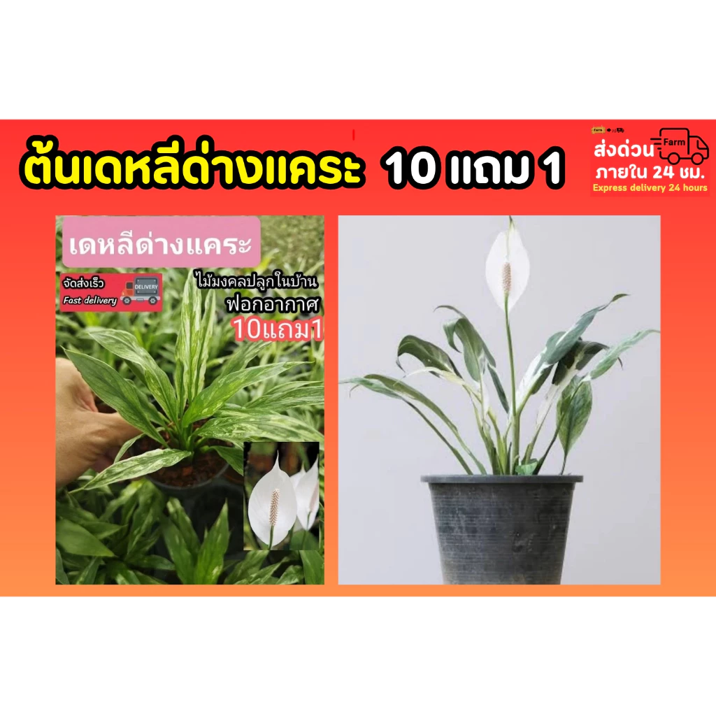 ต้นเดหลีด่างแคระ ต้นไม้ฟอกอากาศ ต้นเดหลี หน้าวัว เฟริน มอส หญ้าปูสนาม ดิน ปุ๋ยกระถาง ต้นไม้ เมล็ดพันธุ์ กิ่งตอน เสียบยอด — ของมงคลหมวดบ้านและฮวงจุ้ย