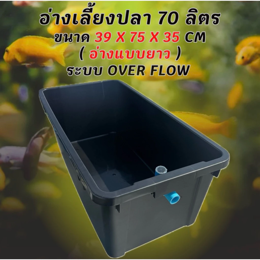 อ่างเลี้ยงปลา 70 ลิตร ระบบoverflow 39 x 75 x 31cm ท่อล้นฟ้า อ่างปลา อ่างเลี้ยงปลา กะบะปลา อ่างปลาบอลลูน อ่างปลาเมกาดะ — ของมงคลหมวดบ้านและฮวงจุ้ย