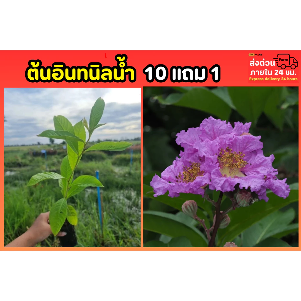 ต้นอินทนิลน้ำ ต้นไม้ให้ร่มเงา ต้นไม้ฟอกอากาศ ไม้ยืนต้น ไม้มงคล ดอกสีม่วง ดอกสีชมพู ผัก ผลไม้ ดิน หิน ปุ๋ย กระถาง สวน — ของมงคลหมวดสีมงคล