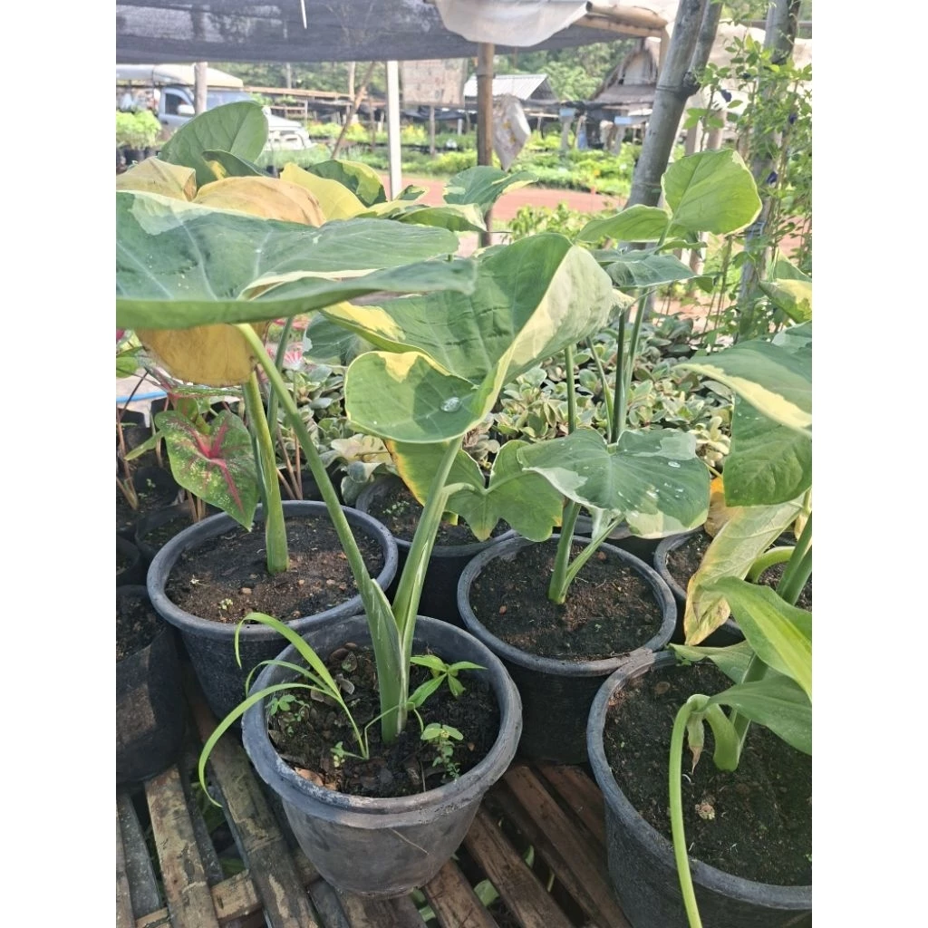 ต้นถุงเงินถุงทอง พร้อมกระถาง ไม้ประดับ ไม้มงคล (Alocasia Mickey Mouse) ปลายใบจะมีถุงแห่งโชคลาภ ส่งทั้งกระถาง — ของมงคลหมวดการเงินและโชคลาภ