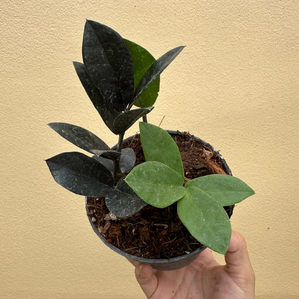 กวักดำ + กวักเขียว Black and green ZZ Plant กระถาง4“ กวักนิล กวักมรกต ต้นกวักดำ และเขียวในกระถาง — ของมงคลหมวดบ้านและฮวงจุ้ย