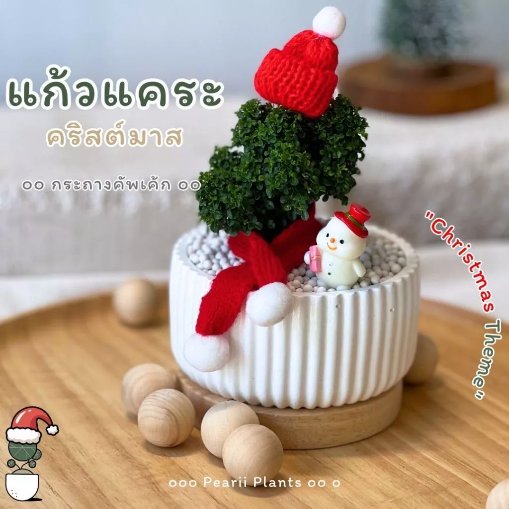 ต้นแก้วแคระ+กระถางคัพเค้ก "ต้นแก้วเศรษฐี""แก้วญี่ปุ่น" ต้นคริสต์มาตจิ๋วตั้งโต๊ะทำงาน กระถางปูนสีขาวพร้อมจานรองและตุ๊กตา — ของมงคลหมวดบ้านและฮวงจุ้ย