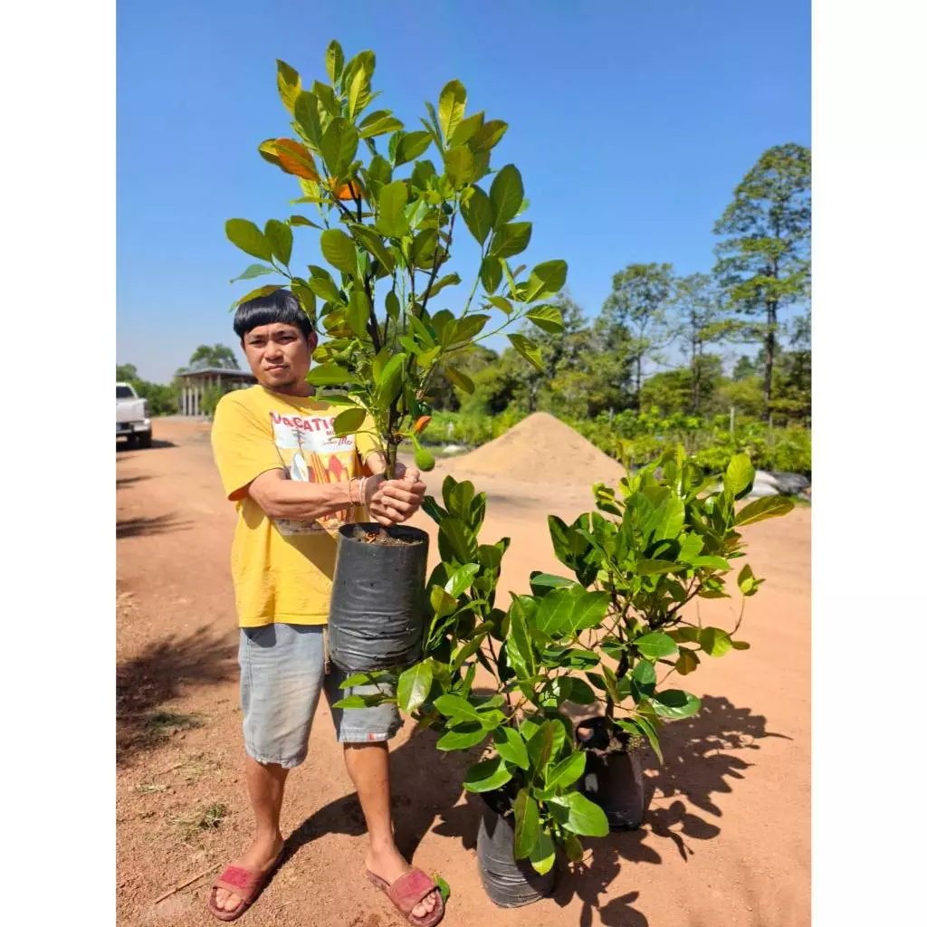 ต้นพันธุ์ขนุนทวายต้นใหญ่ 1 เมตร (1 ต้น) ต้นพร้อมปลูก ติดผลไว้ — ของมงคลหมวดบ้านและฮวงจุ้ย