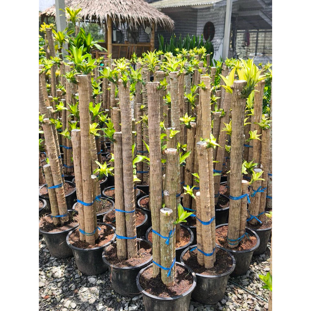 ต้นวาสนาอธิษฐาน วาสนาอธิษฐาน Cornstalk Plantต้นวาสนา กระถาง 9-11นิ้ว80-100cmออเดอร1ต้นต่อกล่อง — ของมงคลหมวดบ้านและฮวงจุ้ย