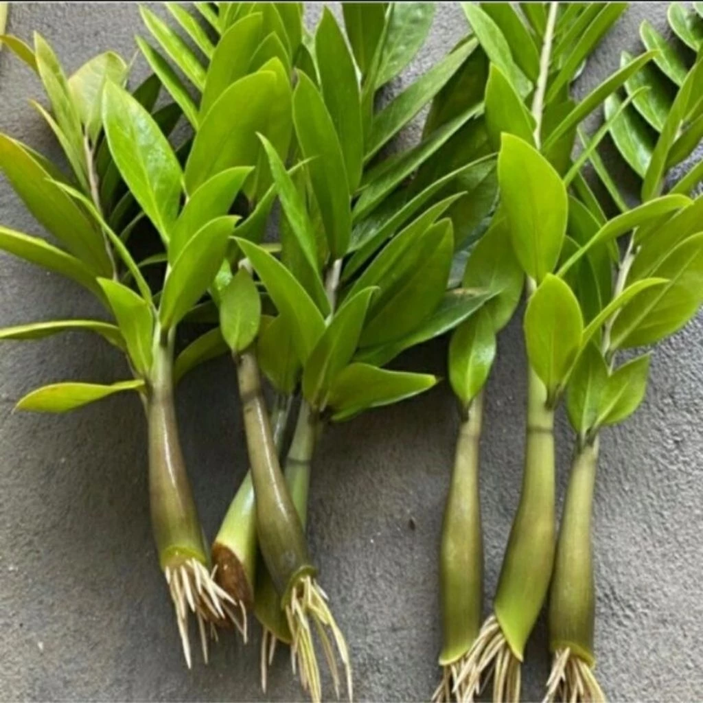 ต้นกวักมรกต,ต้นกวักมรกต(แบบถอดรากส่ง) (ZZ Plant) — ของมงคลหมวดบ้านและฮวงจุ้ย