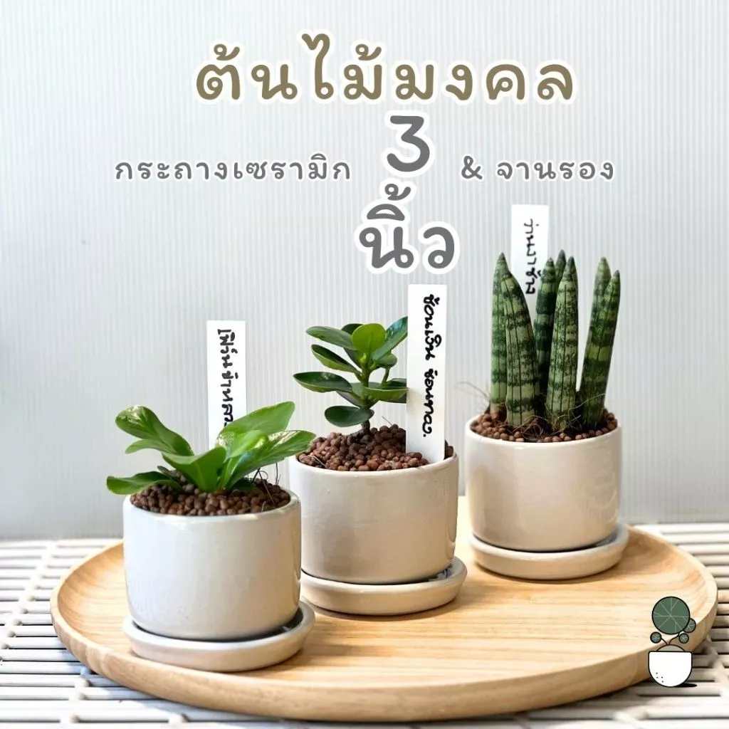 ต้นไม้มงคลพร้อมกระถางเซรามิก 3 นิ้วและจานรอง มีป้ายชื้อต้นไม้ให้ด้วย ต้นไม้ปลูกในร่มตั้งโต๊ะทำงานได้ — ของมงคลหมวดการงานและธุรกิจ