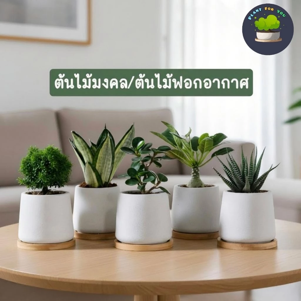 ต้นไม้มงคล/ต้นไม้ฟอกอากาศ พร้อมกระถางปูน3"นิ้ว ครบชุดพรอมปลูก วางโต๊ะทำงาน ประดับบ้าน/คอนโด/ร้าน/café/ออฟฟิศ/สำนักงาน — ของมงคลหมวดการงานและธุรกิจ