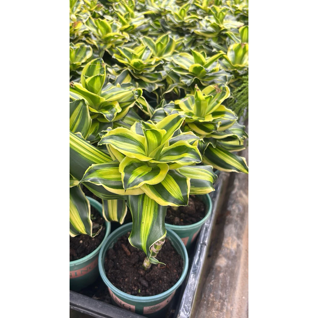 #วาสนาอธิษฐานด่างแคระ (Dracaena fragrans ‘Golden Coastต้นวาสนา หรือวาสนาแคระ (Dracaena fragrans)ไม้มงคลนำโชคลาภ — ของมงคลหมวดบ้านและฮวงจุ้ย
