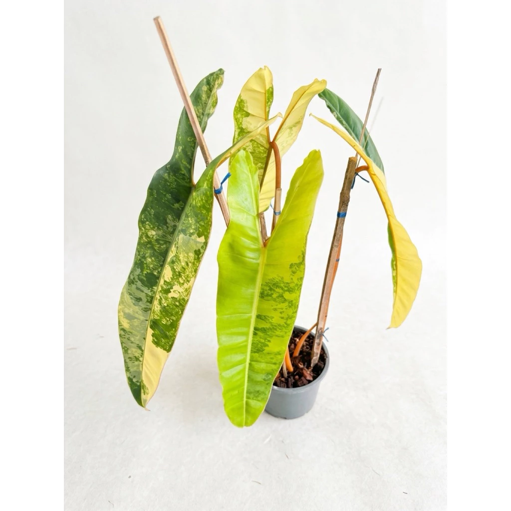 🍊✨Philodendron billietea variegated(ชำแล้ว1เดือน) 4ใบหลอดต้นก้านส้มก้านส้มด่างต้นก้านส้มด่างฟิโลก้านส้มฟิโลก้านส้มด่าง — ของมงคลหมวดบ้านและฮวงจุ้ย