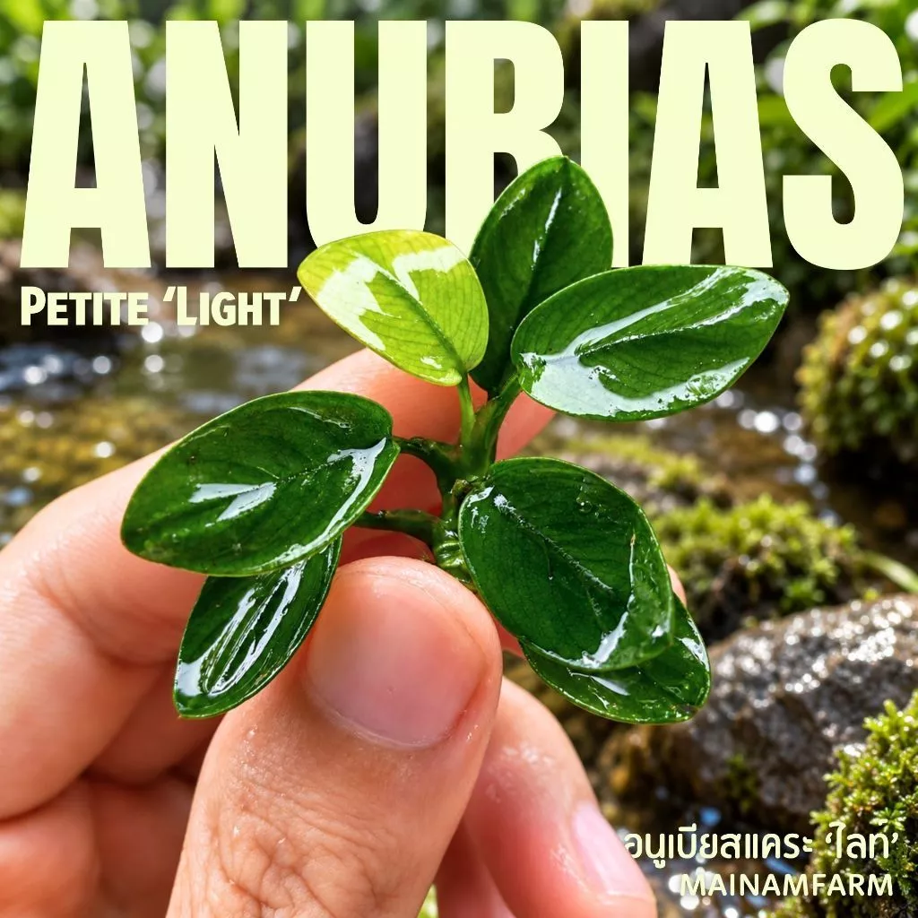 อนูเบียสแคระ 'ไลท์' (พริตตี้) ใบสีเขียวอ่อน - ANUBIAS NANA PETITE 'LIGHT' ต้นไม้น้ำ