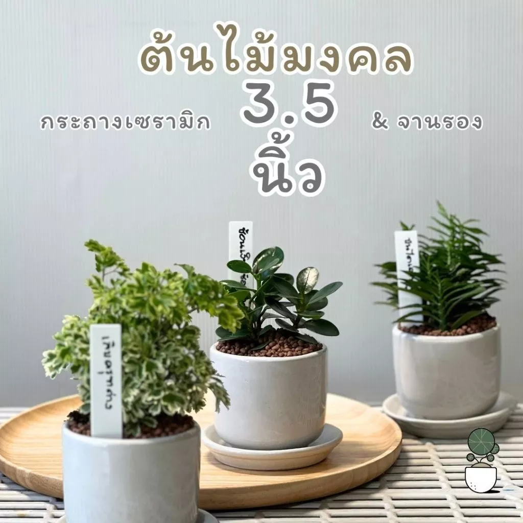 ต้นไม้มงคลพร้อมกระถางเซรามิก 3.5 นิ้วและจานรอง มีป้ายชื้อต้นไม้ให้ด้วย ต้นไม้ปลูกในร่มตั้งโต๊ะทำงานได้ — ของมงคลหมวดการงานและธุรกิจ
