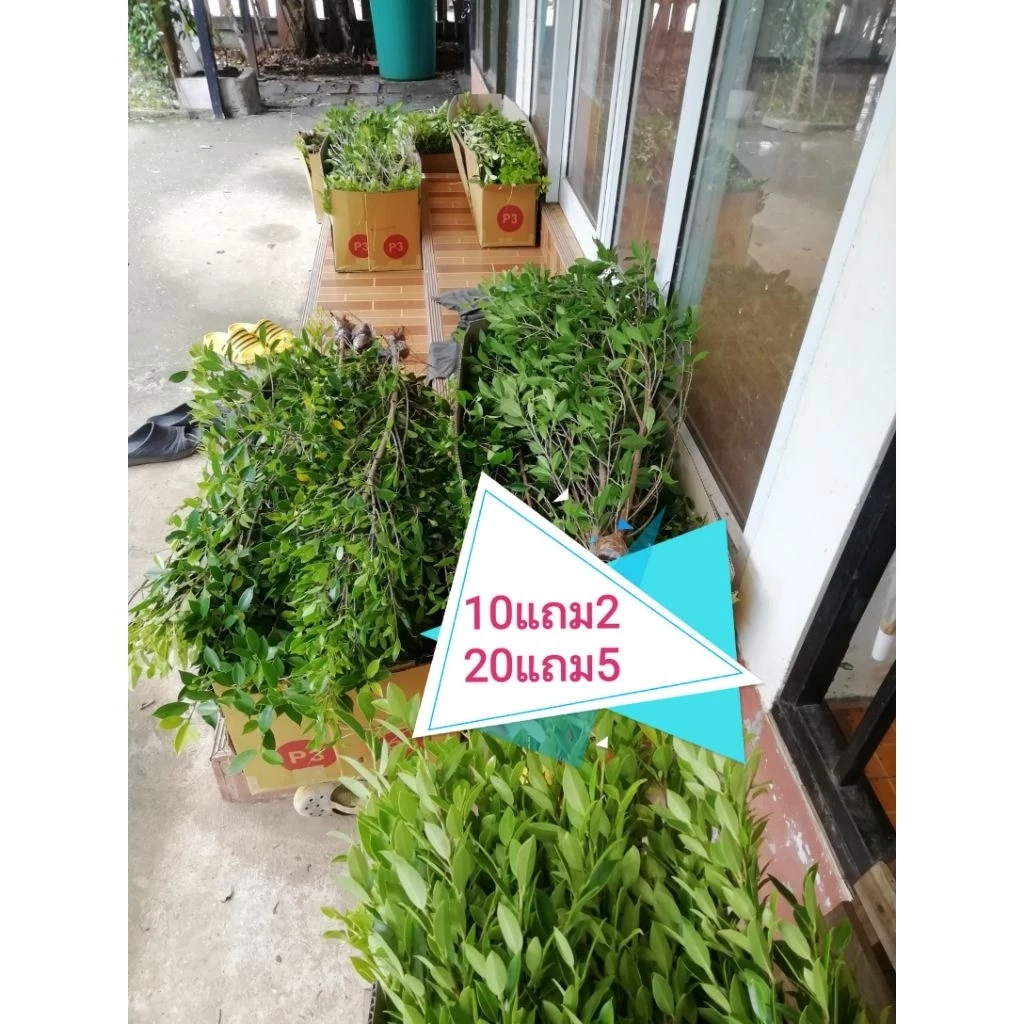 ไทรเกาหลีตอน80ซม.ต้นละ50บาท สั่ง10แถม2ต้น20แถม5(ขั้นต่ำ3ต้น)A1=1ต้นA5=5ต้นสั่งจำนวนเยอะกรุณาทักแชทค่ะ — ของมงคลหมวดบ้านและฮวงจุ้ย