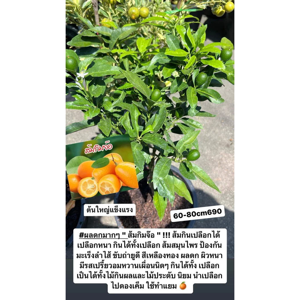 #ส้มกิมจ้อ #ส้ม #ต้นส้มกิมจ้อ #ต้นส้มสคอวต #ส้มกินทั้งเปลือก กระถาง11นิ้ว ติดผล60-70cm — ของมงคลหมวดบ้านและฮวงจุ้ย