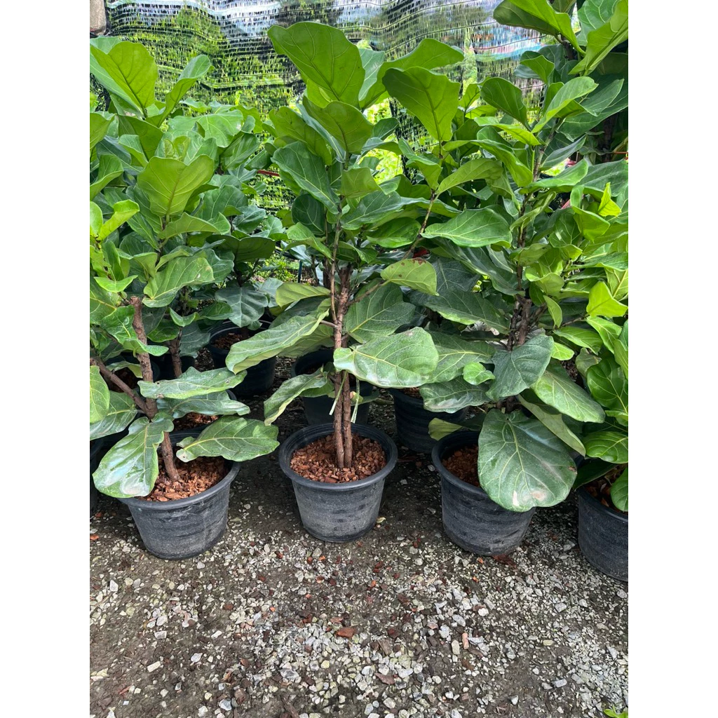 ไทรใบสักใบใหญ่ ไทรใบสัก Fiddle Fig #ไทรใบสัก #FiddleFig #ไม้ฟอกอากาศต้น ต้นใหญ่1 ต้นต่อกล่องปลอดภัยกว่าค่ะ — ของมงคลหมวดบ้านและฮวงจุ้ย