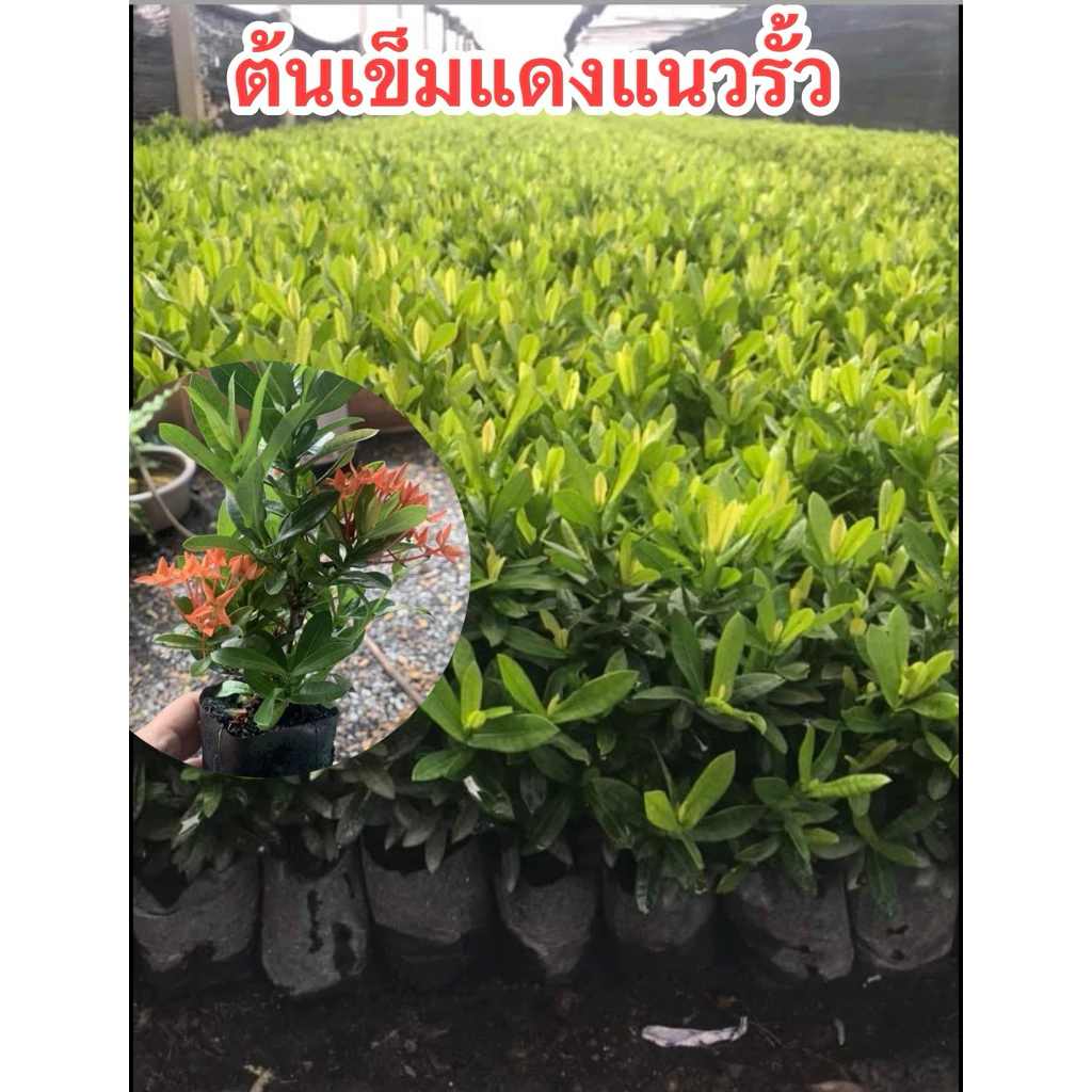 ต้นเข็มสีแดง (ส่งฟรีทักแชท) 10 ต้น แถม 1 ต้น ต้นกล้าเข็ม ขั้นต่ำ 10 ต้น (อ่านรายละเอียดข้างล่างก่อนสั่งซื้อ) — ของมงคลหมวดบ้านและฮวงจุ้ย
