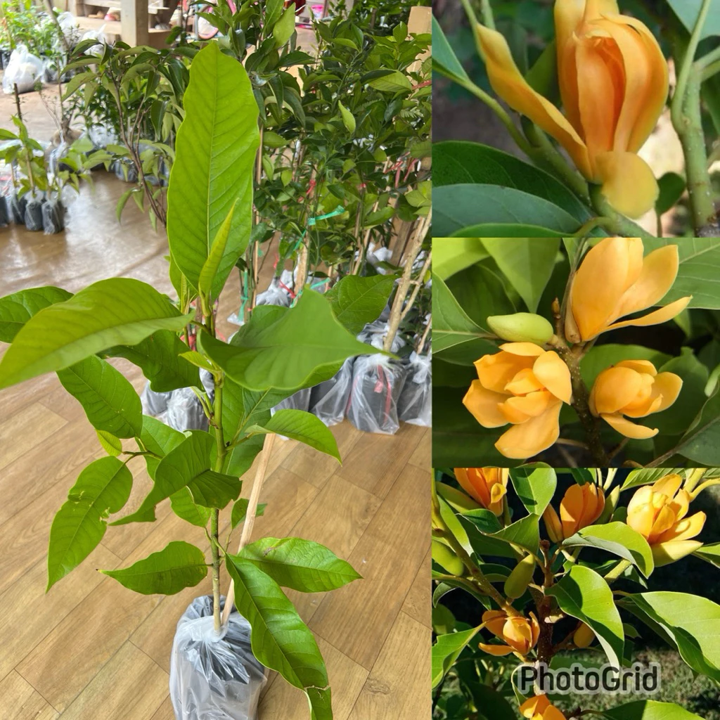 ต้นจำปาทองต้นเตี้ย (เพาะเมล็ดถุงใหญ่ 1ต้น) — ของมงคลหมวดบ้านและฮวงจุ้ย