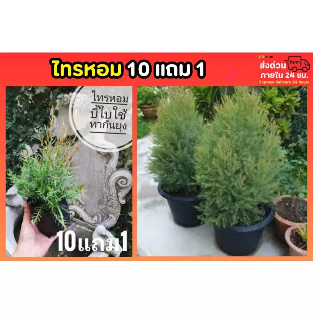 ต้นไทรหอม ต้นไม้ไล่ยุง ปลูกง่าย โตไว ไม้ยืนต้น สวนต้นไม้ สวน ธรรมชาติ ต้นไม้ฟอกอากาศ ปุ๋น กระถาง ดิน หิน ทรายต้นไม้ ป่า — ของมงคลหมวดบ้านและฮวงจุ้ย