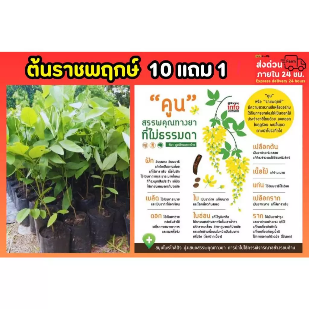ต้นราชพฤกษ์ สูง 45-70 ซม. ต้นคูณ ต้นไม้มงคล ไม้ยืนต้น ต้นสมุนไพร ธรรมชาติ ต้นไม้นานา ดอกสีเหลือง ช่วยฟอกอากาศ ปุ๋ย ดิน — ของมงคลหมวดบ้านและฮวงจุ้ย