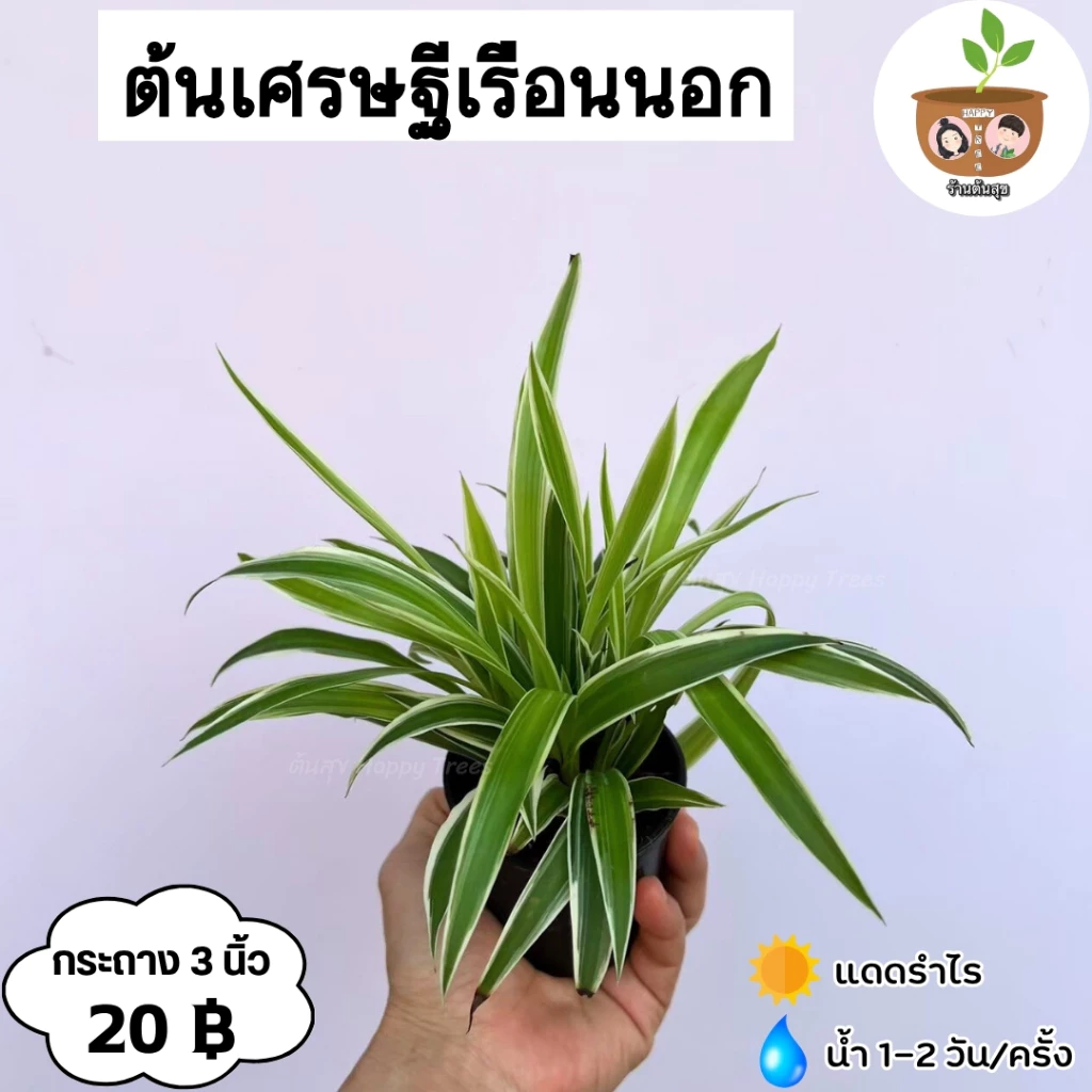 ต้นเศรษฐีเรือนนอก จัดส่ง 2 ต้นขึ้นไปคละแบบไหนก็ได้ — ของมงคลหมวดบ้านและฮวงจุ้ย