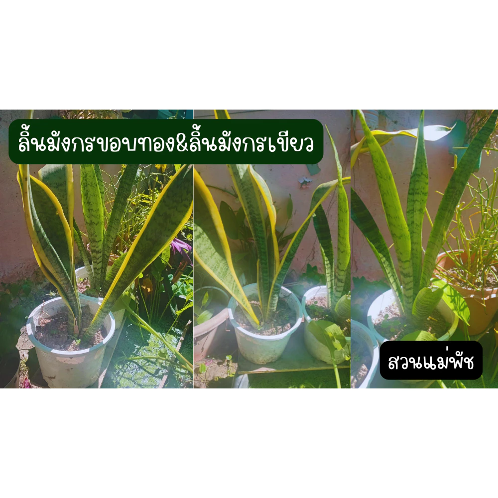 ต้นลิ้นมังกรขอบทอง คู่กับ ต้นลิ้นมังกรเขียว กอสวย สูงมากกว่า 35 ซม. รวม 2 ต้น 59 บาท ส่งแบบถอดกระถาง — ของมงคลหมวดบ้านและฮวงจุ้ย