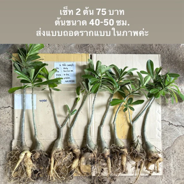 ใหม่ ❗️ชวนชมจิ๋ว ต้นชวนชม ไม้อวบน้ำ ลิ้นมังกร ลิ้นมังกรเขียว🌱ราคาถูก ชวนชม — ของมงคลหมวดบ้านและฮวงจุ้ย