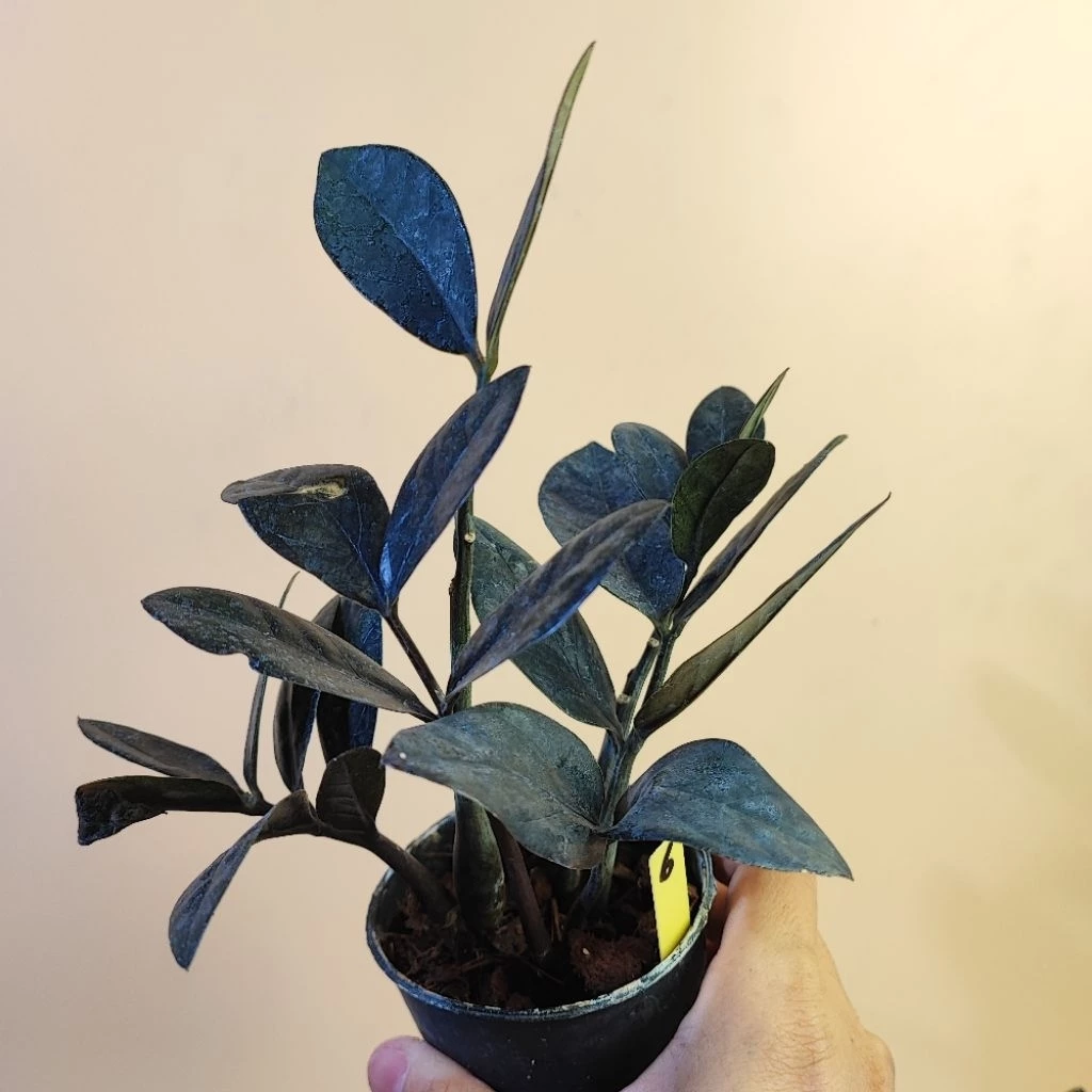กวักดำ Black ZZ Plant กระถาง3" กวักนิล กวักมรกต ต้นกวักดำ กวักมรกตดำ — ของมงคลหมวดบ้านและฮวงจุ้ย