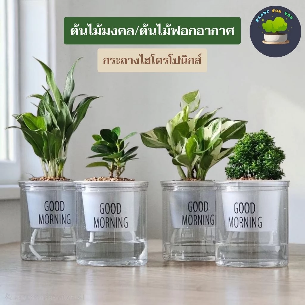 🌱ต้นไม้ฟอกอากาศ/ต้นไม้มงคล ต้นไม้ตั้งโต๊ะทำงาน (มีหลายชนิด) พร้อมกระถางรดน้ำอัตโนมัตGOODMORNING 4"นิ้ว ครบชุดพร้อมปลูก — ของมงคลหมวดการงานและธุรกิจ