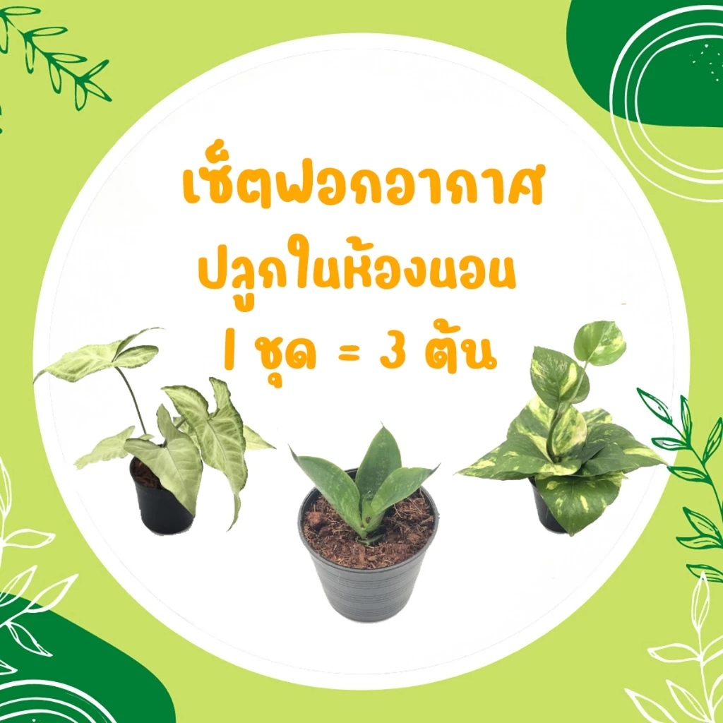 💥 โปร 2.2💥 เซ็ตฟอกอากาศ ปลูกในห้องนอน (1 ชุด = 3 ต้น) พลูด่าง ลิ้นมังกร เงินไหลมา ต้นไม้มงคล ต้นไม้ฟอกอากาศ สดชื่ — ของมงคลหมวดบ้านและฮวงจุ้ย