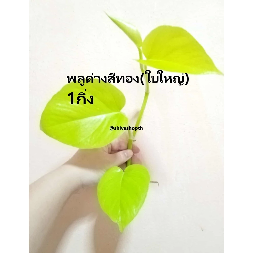 (1กิ่ง) ต้นพลูด่าง พลูด่างสีเขียว พลูด่างสีทอง ต้นออมทอง ออมเงินออมทอง ต้นไม้ฟอกอากาศ ต้นไม้เลี้ยงง่าย ต้นไม้น้ำ — ของมงคลหมวดบ้านและฮวงจุ้ย