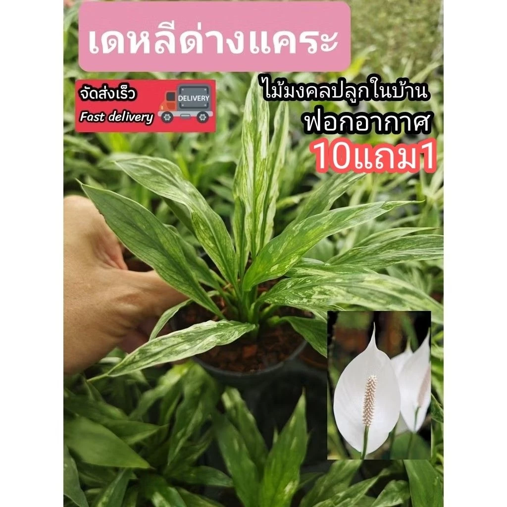 ต้นเดหลีด่างแคระ ต้นเดหลี หน้าวัว เฟริน มอส หญ้าปูสนาม ดิน ปุ๋ย กระถาง ผักสวนครัว ต้นไม้ เมล็ดพันธุ์ กิ่งตอน เสียบยอด — ของมงคลหมวดบ้านและฮวงจุ้ย