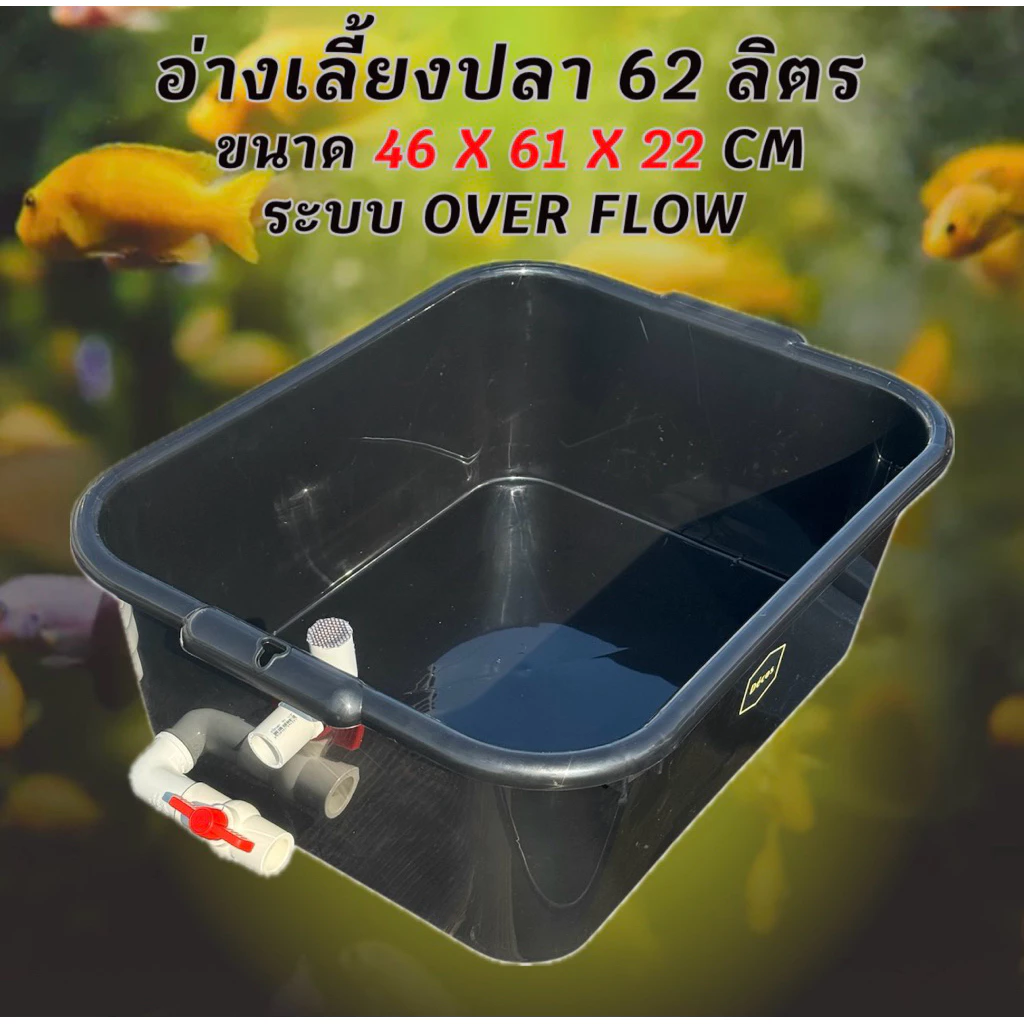 อ่างเลี้ยงปลา 62 ลิตร ระบบoverflow 46 x 61 x 22cm วาล์วขาว อ่างปลา อ่างเลี้ยงปลา กะบะปลา อ่างปลาบอลลูน อ่างปลาเมกาดะ — ของมงคลหมวดบ้านและฮวงจุ้ย
