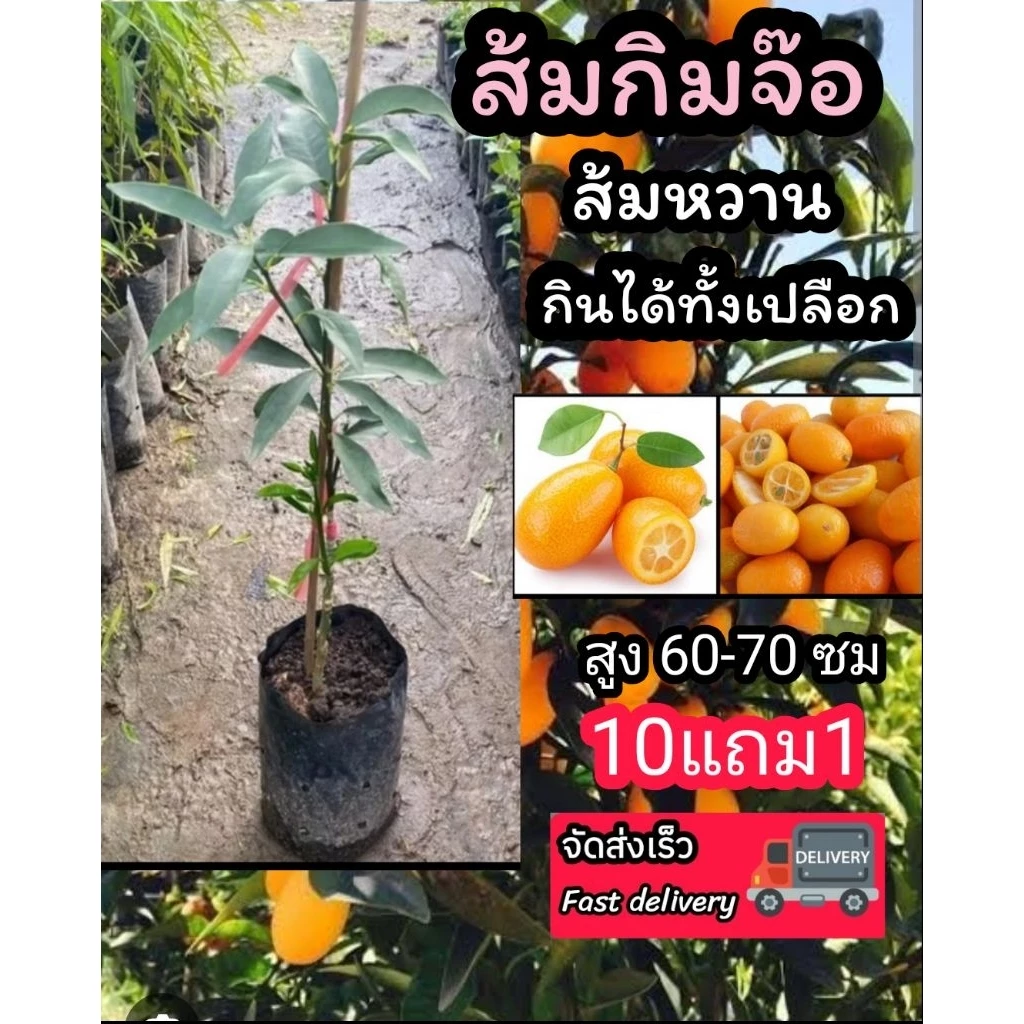 ต้นส้มกิมจ๊อ กิมจ้อ ส้มเปลือกหวาน ส้มกัมควอม ส้มจี๊ด ส้มจุก ส้มซ่า เขียวหวาน บางมด ซันคิส ต้นไม้ ผลไม้ ดิน ปุ๋ย ผักสลัด — ของมงคลหมวดบ้านและฮวงจุ้ย