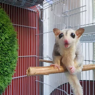 Hamster TH